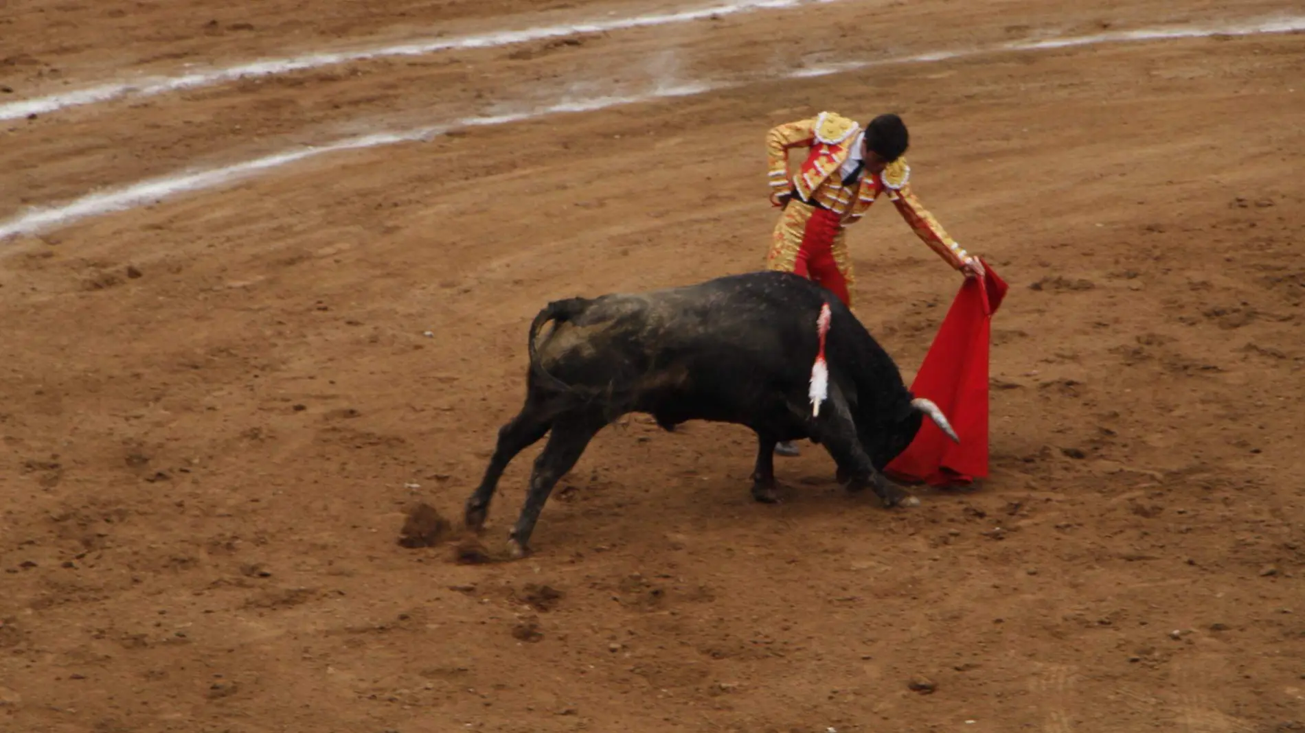 Toros 4